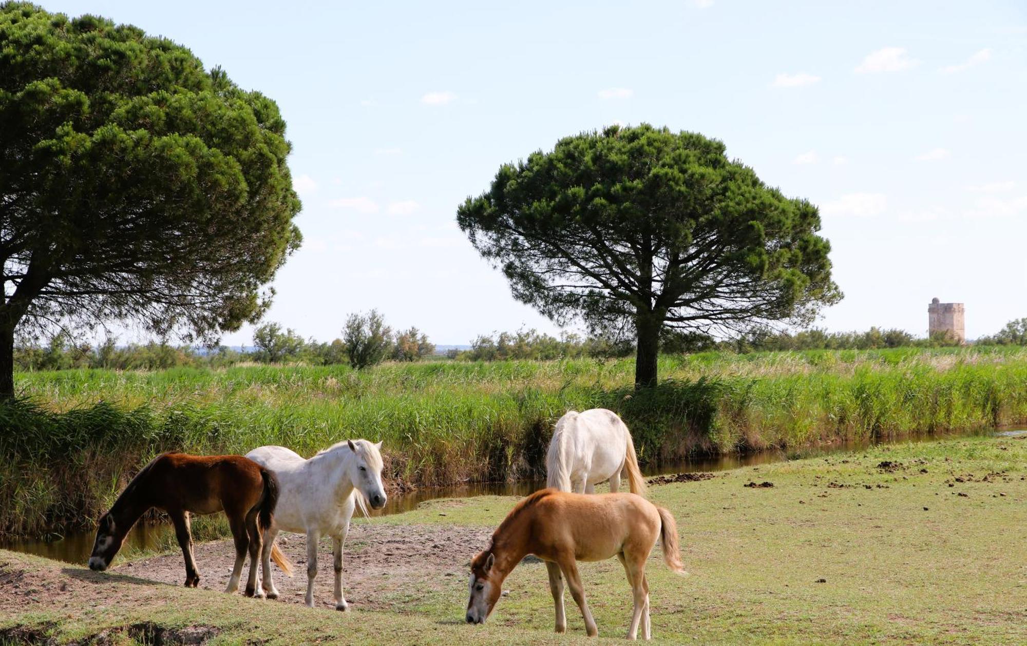 Le Mas Des Sables Aigues-Mortes Exterior foto