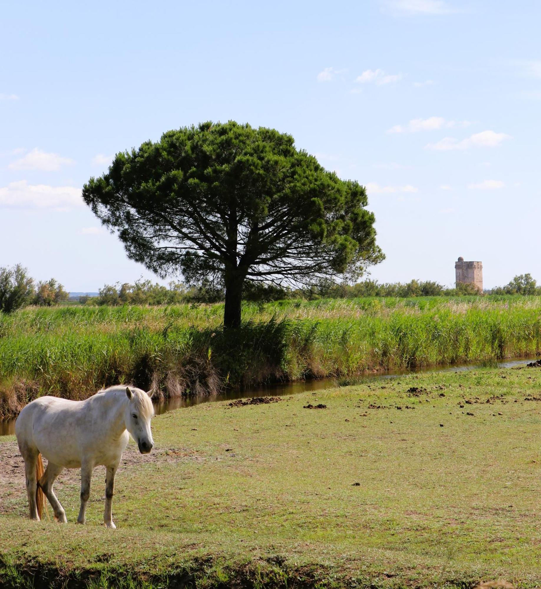Le Mas Des Sables Aigues-Mortes Exterior foto